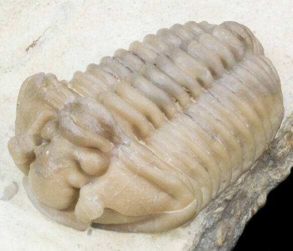 Nice Calymene Clavicula Trilobite - Oklahoma #42860